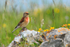 Linnet (male) perched on a rock