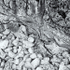 ROCK STUDY, LITTLE COVE - BRUCE COUNTY