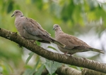 Collared Dove