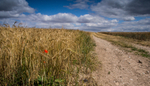 Grain Field and Poppy