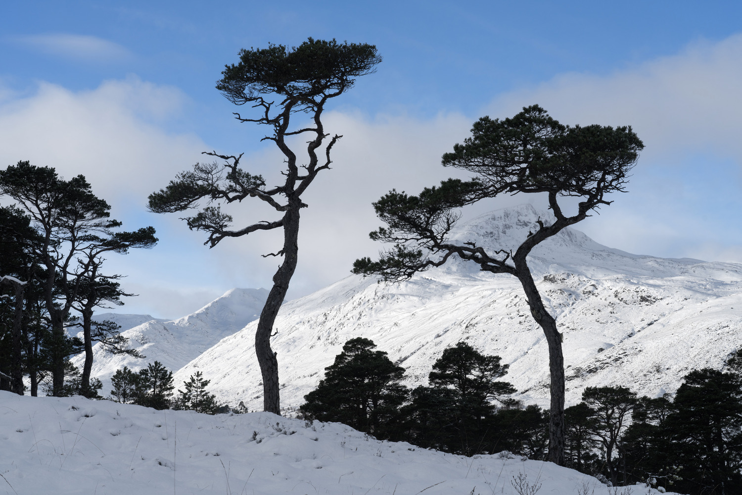 Two pines