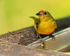 Spot-crowned Euphonia (female) at feeder, La Paz, Costa Rica