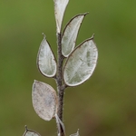 Fibigia (Fibigia clypeata)