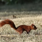 Red Squirrel (Sciurus vulgaris)