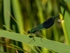 Banded Demoiselle