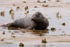 Grey Seal