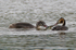 Great Crested Grebes (juvenile & adult) in a tug of war over a fish