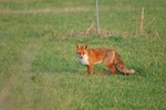 Red Fox