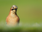 Jay with head cocked, Worcestershire
