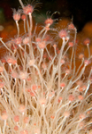 Tubularia larynx