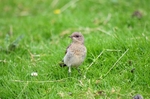 Northern Wheatear