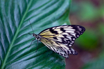 Tree Nymph butterfly - 4561
