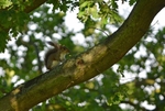 Grey Squirrel