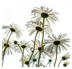 Marguerites