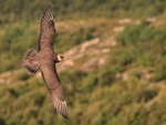 Arctic Skua showing upper wings in flight, Norway