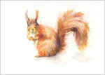 Squirrel Limited Edition Print 448