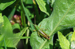 Meadow Grasshopper
