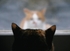 Cats (Spice & Mindy)