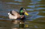 Mallard