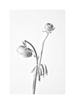 ranunculus 1