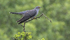 Male Cuckoo