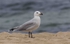 Audouins Gull