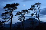 Scots Pine at Dusk