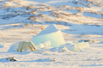 Female Polar Bear passes iceberg, Svalbard, Norway