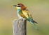 European Bee Eater