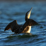 Great Northern Diver shaking head, Farmoor Reservoir