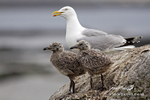 Herring Gull 280609