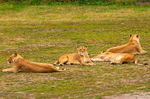Lions - DSC_0447
