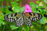 Paper Kite Butterfly