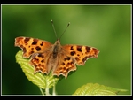 Comma