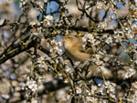 Chiffchaff
