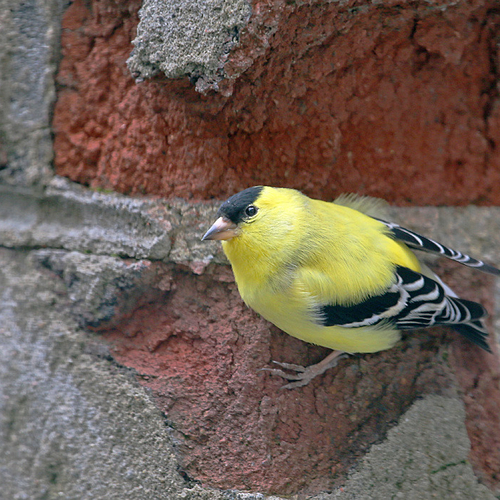 An american goldfinch - adult breeding male.

Adult male breeding