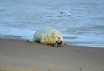 Atlantic Grey Seal
