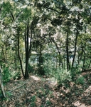 Shelter,  Walden Pond