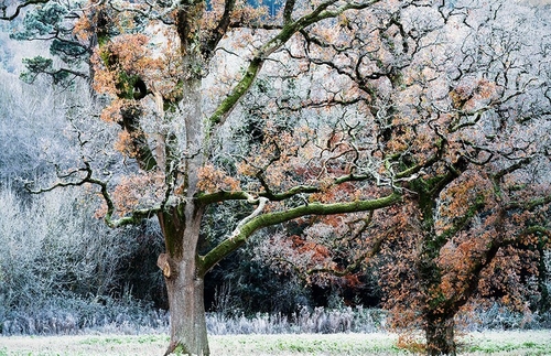 Siamese trees in the frost