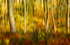 In Camera Movement 3