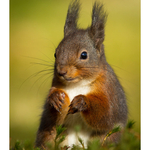 Fine Art Prints portfolio