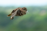 Flight