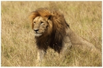 Simba 5