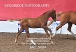 JAC_5084