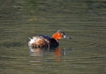 Little Grebe