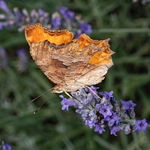 Southern comma (Polygonia egea).