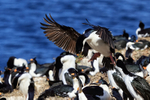Imperial Shag landing, Carcass Island, Falklands
