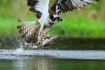Close-up of an Osprey with a trout at Rothiemurchus