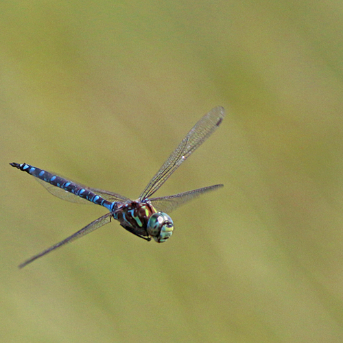 A Canada Darner dragonfly in flight.