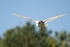 Barn Owl 3